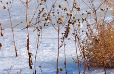 玩滑雪吗？不花钱也不用去滑雪场的那种