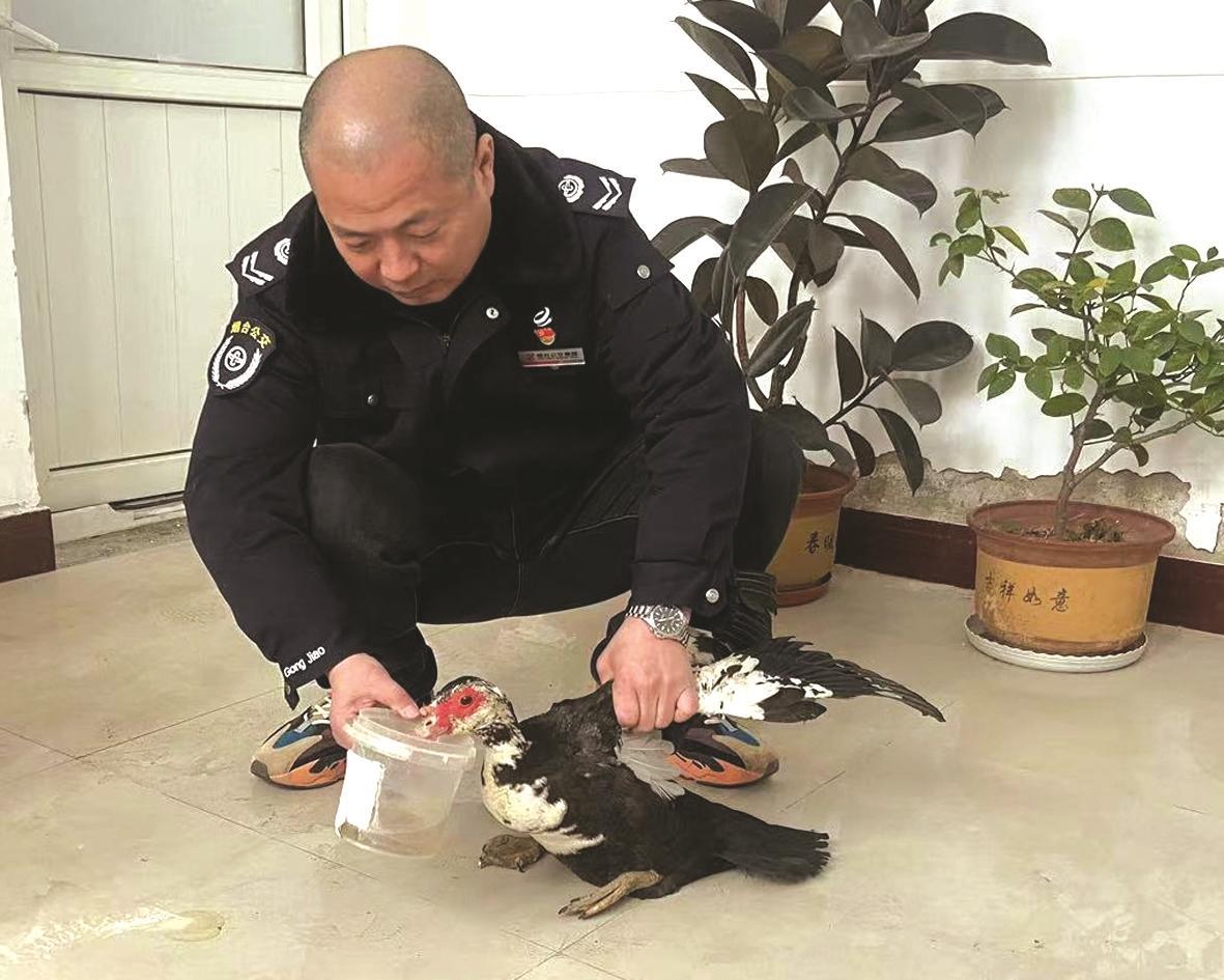“疣鼻栖鸭”误入烟台公交场站获救助