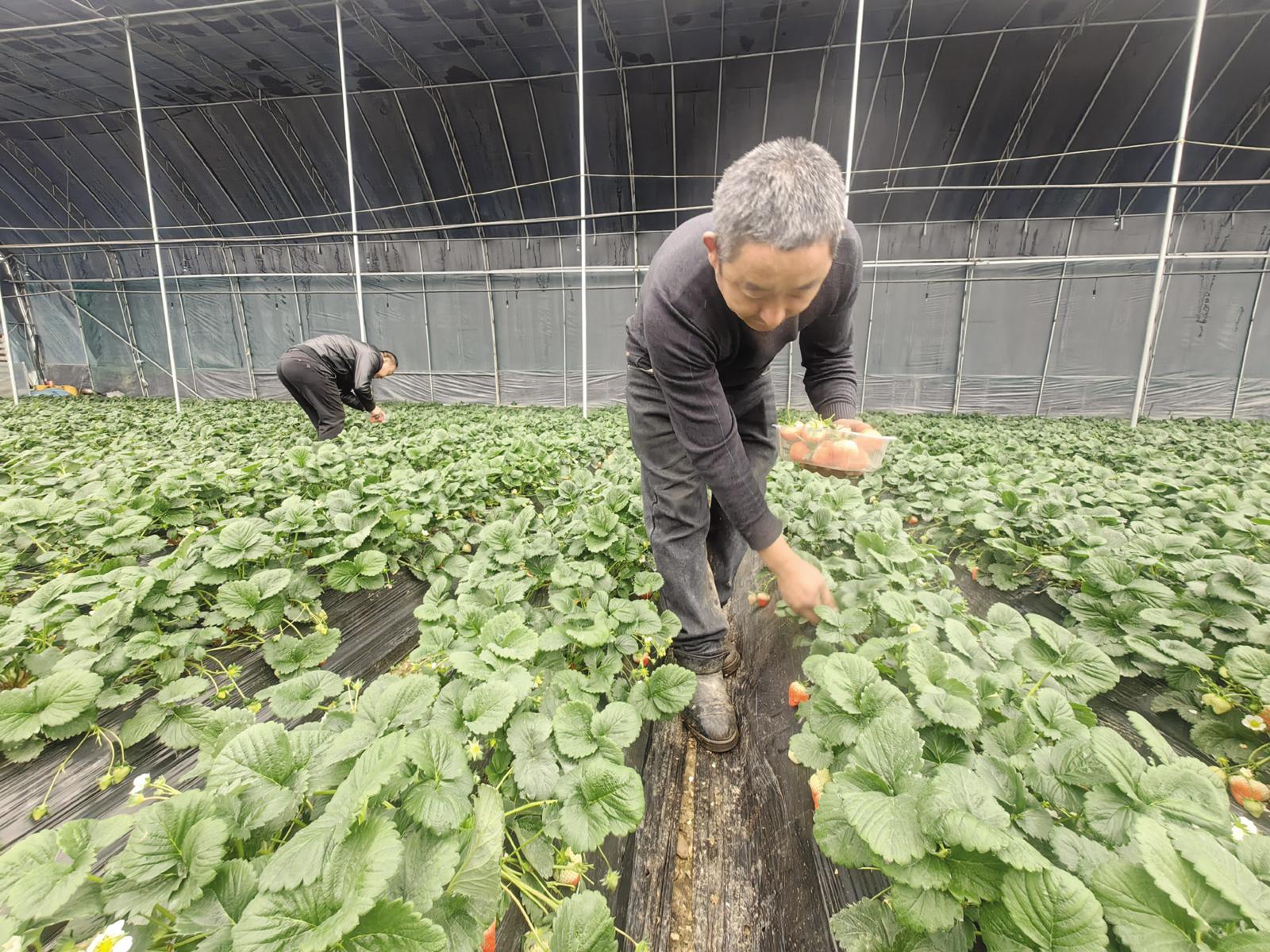 村村有好戏|海阳市徐家店镇：5年内打造“万亩浆果小镇”