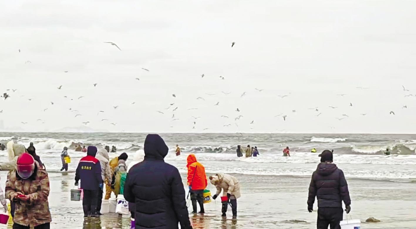 烟台：风大浪急海肠再成网红 海肠味美安全更要紧