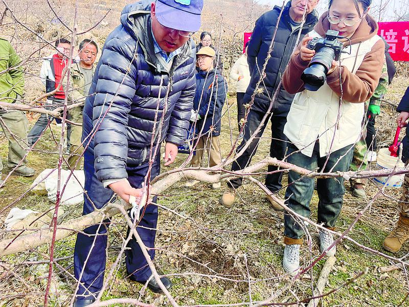 万象‘耕’新|栖霞市苹果村田间课堂开讲