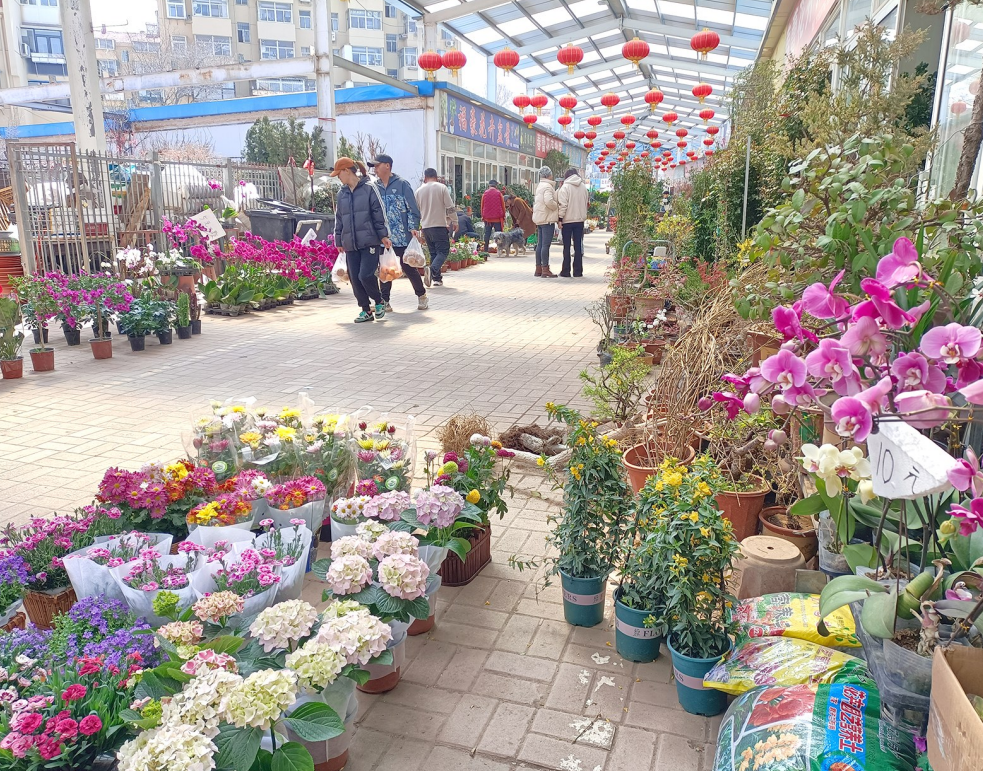 图片新闻|春暖花开，烟台市民采购花卉装扮生活