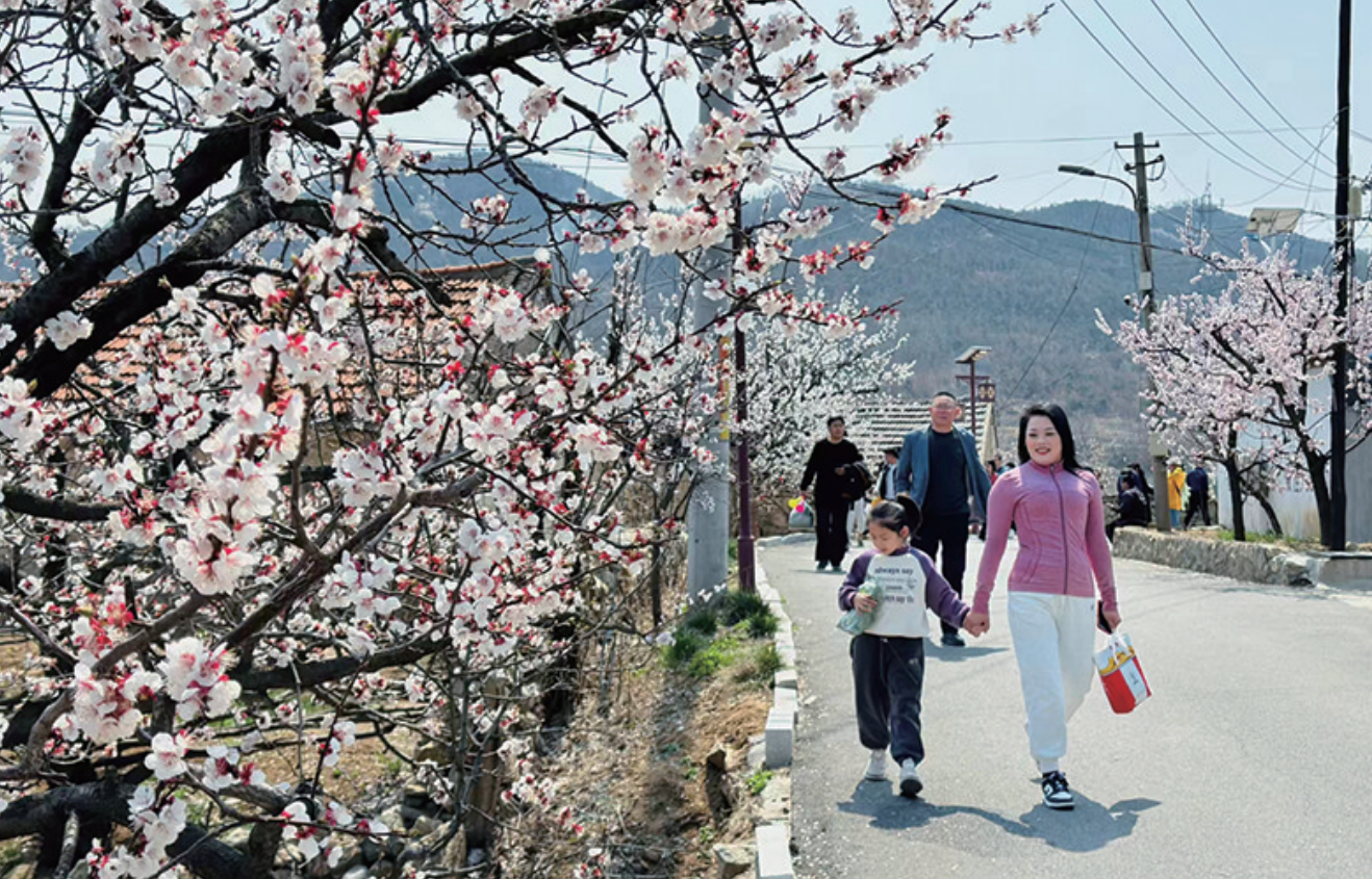 牟平区“赏花经济”成为当地农民增收致富的新渠道