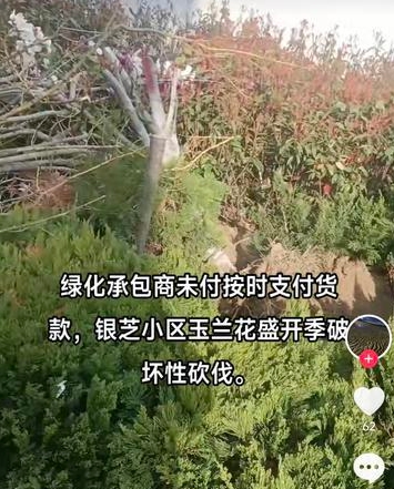 市民反映：黄渤海新区珠江路附近的银芝小区有人连根砍伐玉兰花树