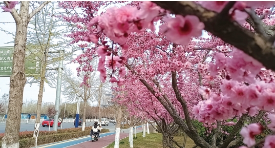 提升城市绿地服务功能 让市民走进绿地内休闲