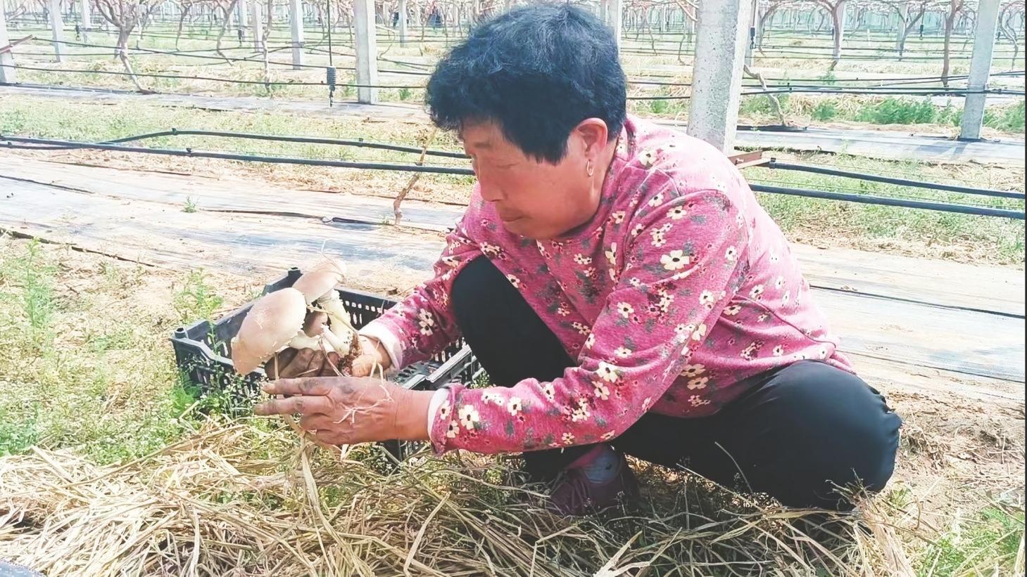 福山区闲地变忙田，废物变成宝 一朵小蘑菇 两笔增收账