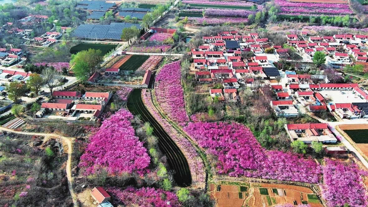 人面桃花相映红 招远市马埠胡家村300亩桃花如期绽放