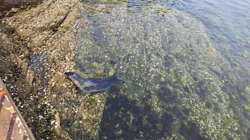 “海外来客” 烟台东炮台附近海域游来一只斑海豹