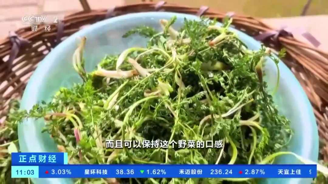 时令野菜上市了 医生提醒：特殊人群不建议食用