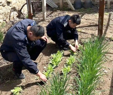 牟平一村民偷种6株罂粟 系第二次种植