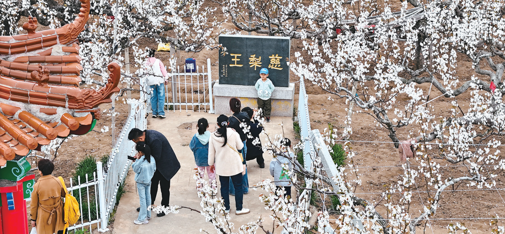 图片新闻|莱阳市照旺庄镇西陶漳村万余亩梨园梨花绽放