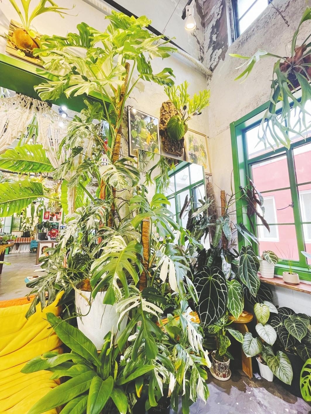 烟台这里有一处绿野仙踪 2000株热带植物废旧厂房为植物画廊