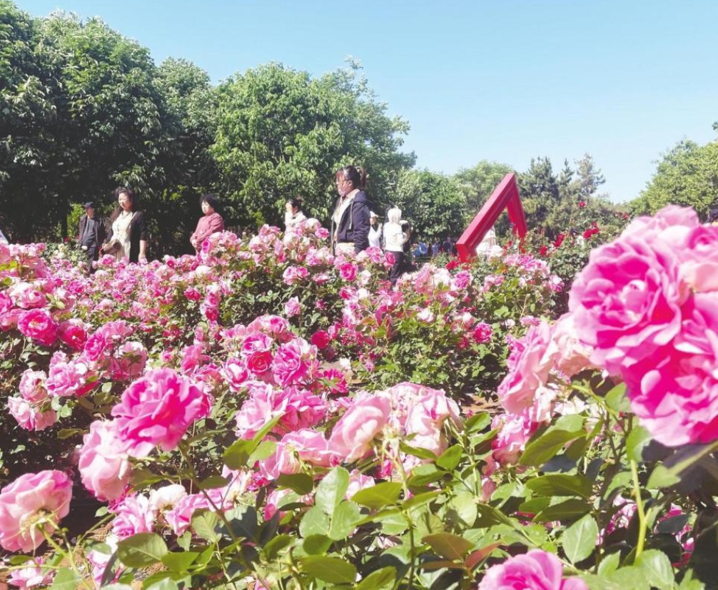 第34届莱州月季花节昨日开幕 一场花的盛会如期精彩上演