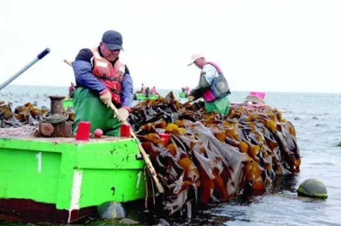 “防治碘缺乏病日”，网友因为是否爱吃海带吵了起来！