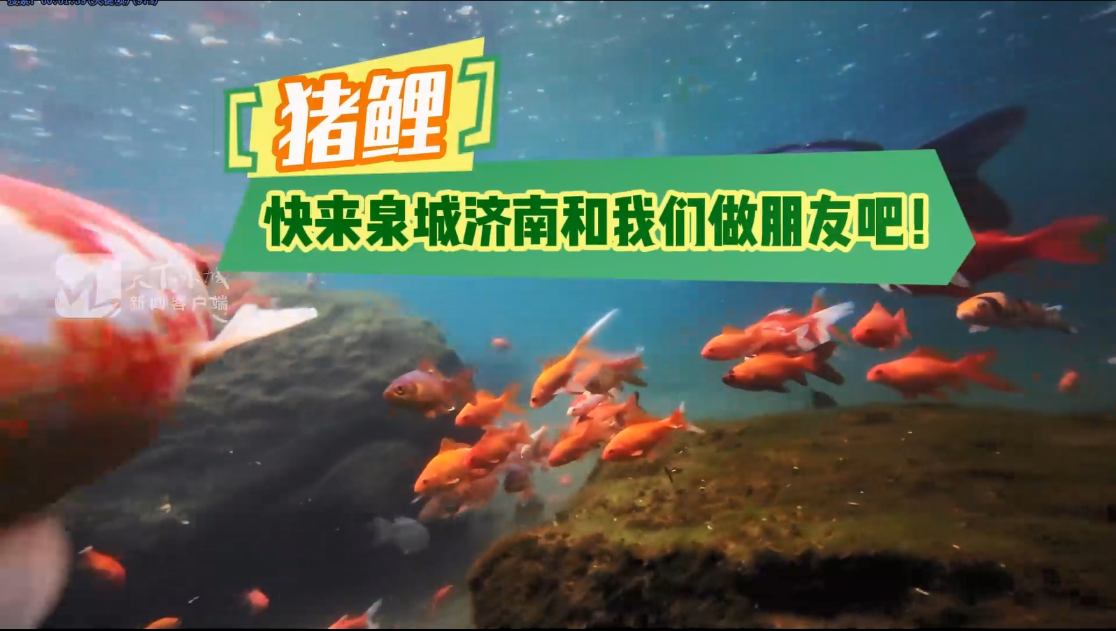 济南趵突泉等泉池中的“猪鲤”火出圈，四大泉群的“猪鲤”已经产生了不同的族群特征，这是怎么回事？一起来看看泉城“猪鲤”间的派系争霸。
