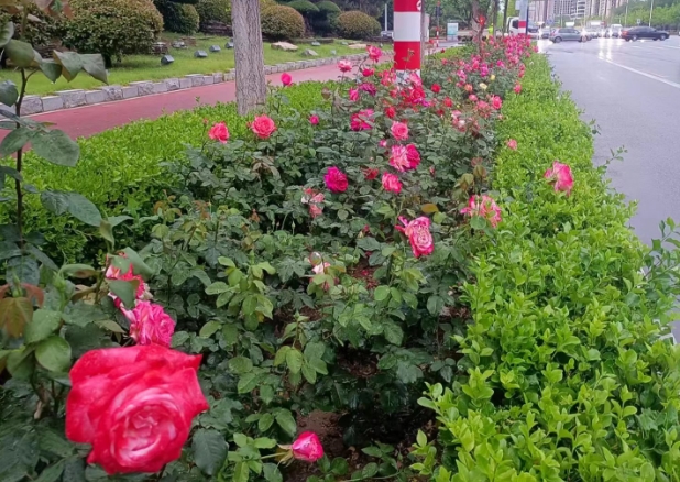 市区首条“鲜花大道”再扩容 17000株草花摆上海岸线