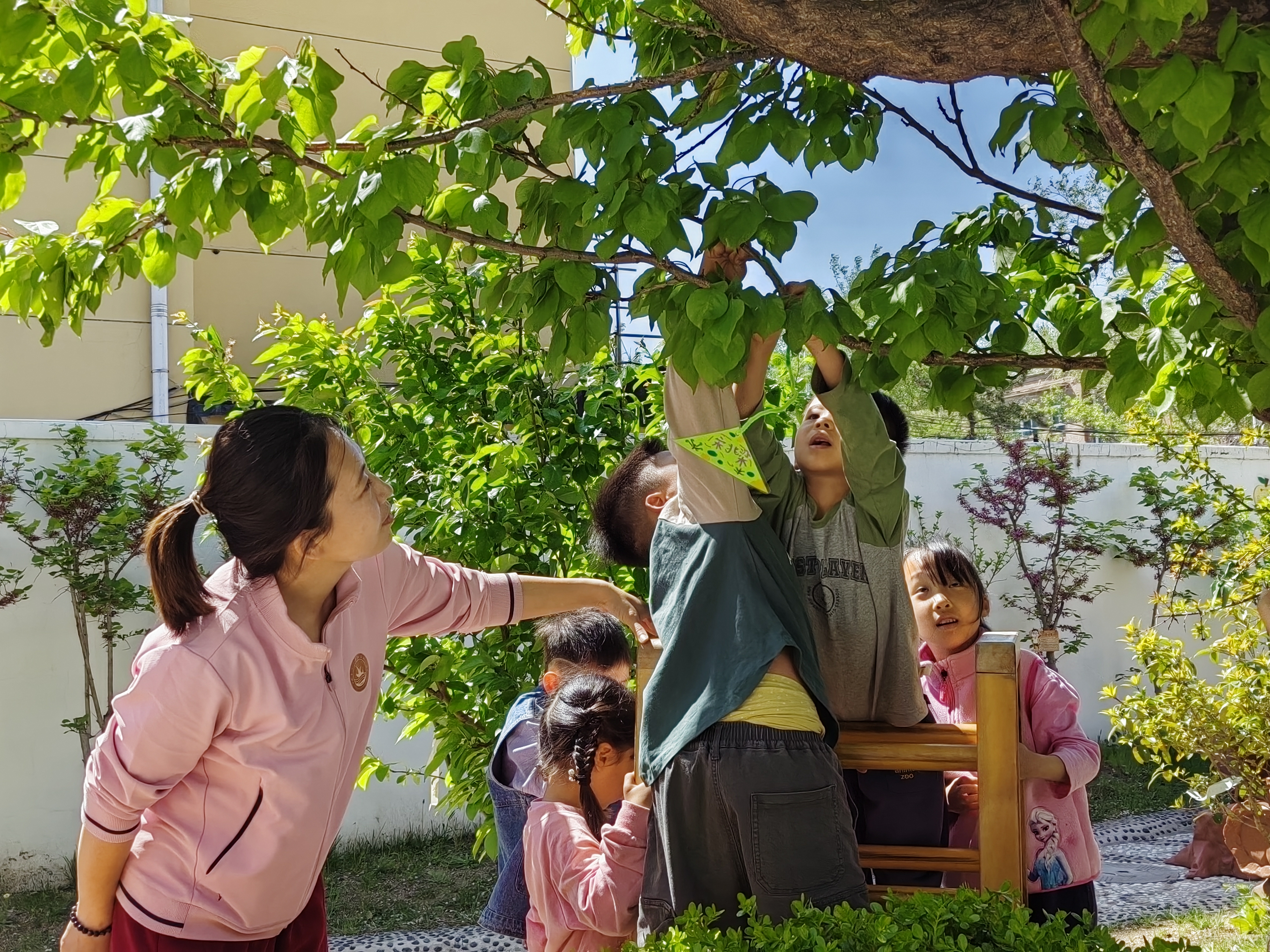 烟台市市级机关幼儿园葫芦娃班开启研“杏”之旅