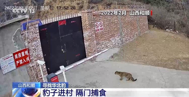 前方有豹出没 野生动物保护与村民利益如何平衡？