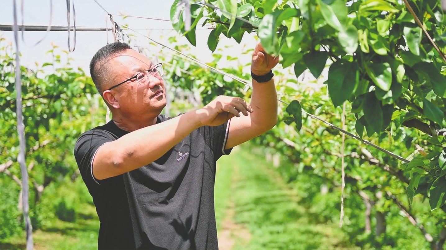 专注植保领域34年的“植保先锋”黄雪涛——哪种梨服务到哪里
