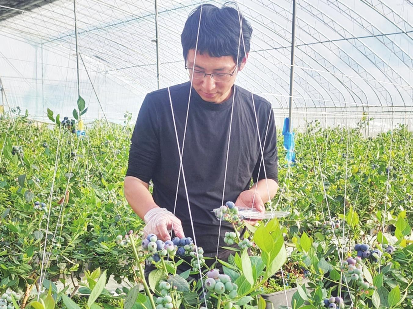 乡村合伙人制度给孙郡创业插上翅膀，建起智慧管理蓝莓园