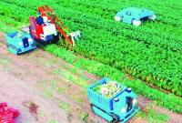 莱阳：萝卜采收用上全球首款机器人