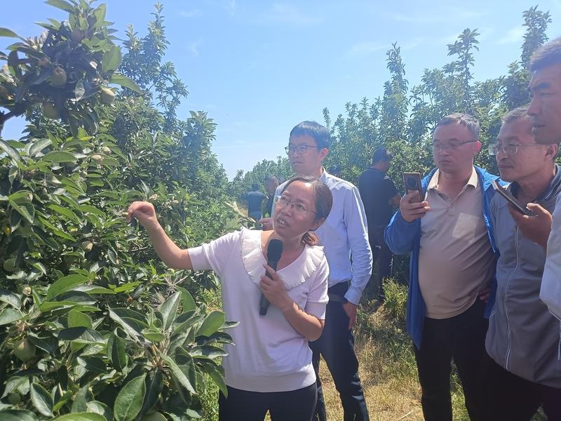 省力化栽培，破解用工之困，为烟台苹果产业注入新动力