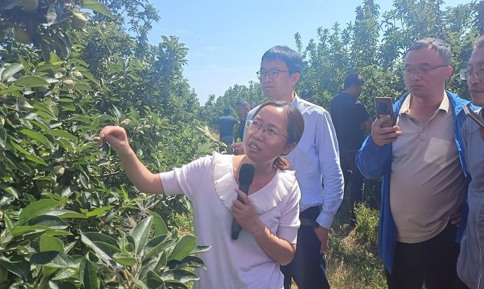 省力化栽培，破解用工之困，为烟台苹果产业注入新动力