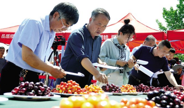 第十届中国·烟台樱桃大赛火热开赛