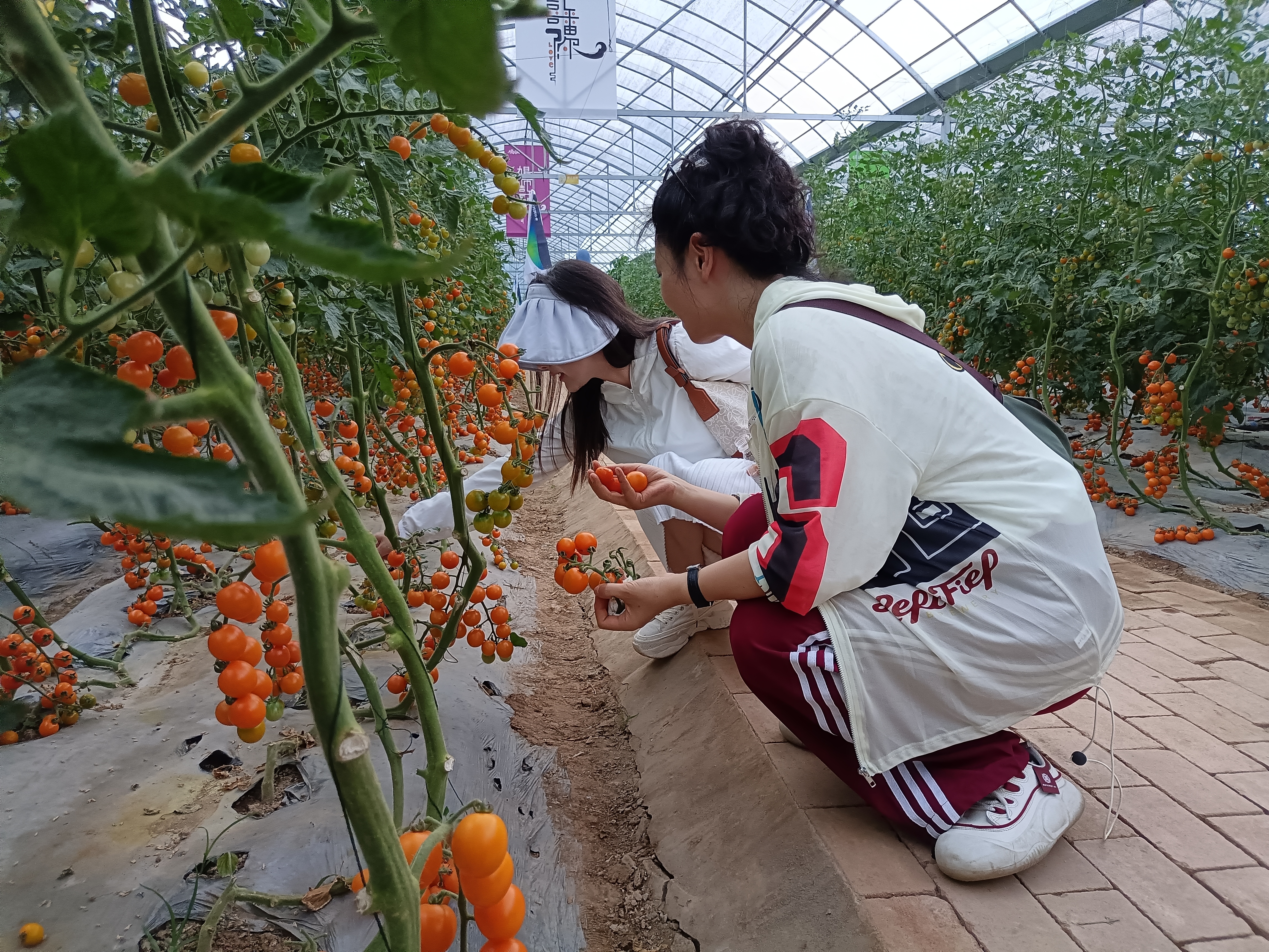 稳扎稳打有干头|烟台市农科院：番茄观摩会 开到长江边