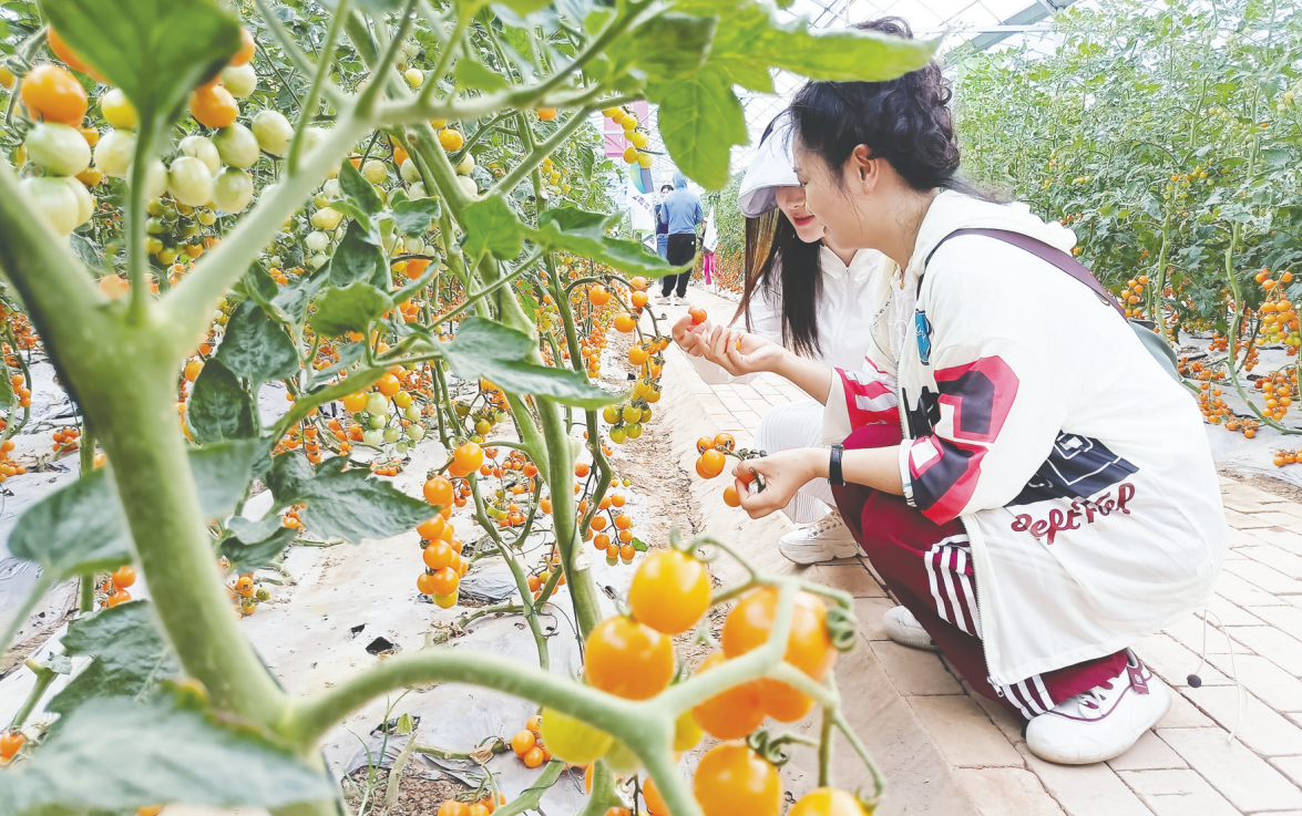 由烟台市农科院选育的“金阳蜜珠”新品种种植成果示范观摩会在安徽芜湖举行