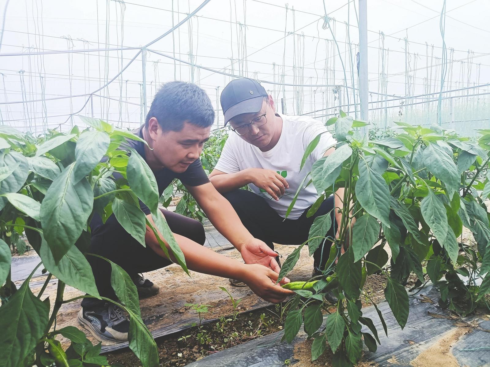 烟台市农业技术推广中心打造有机蔬菜高效生产科技示范基地