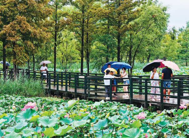 图片新闻|雨中赏荷