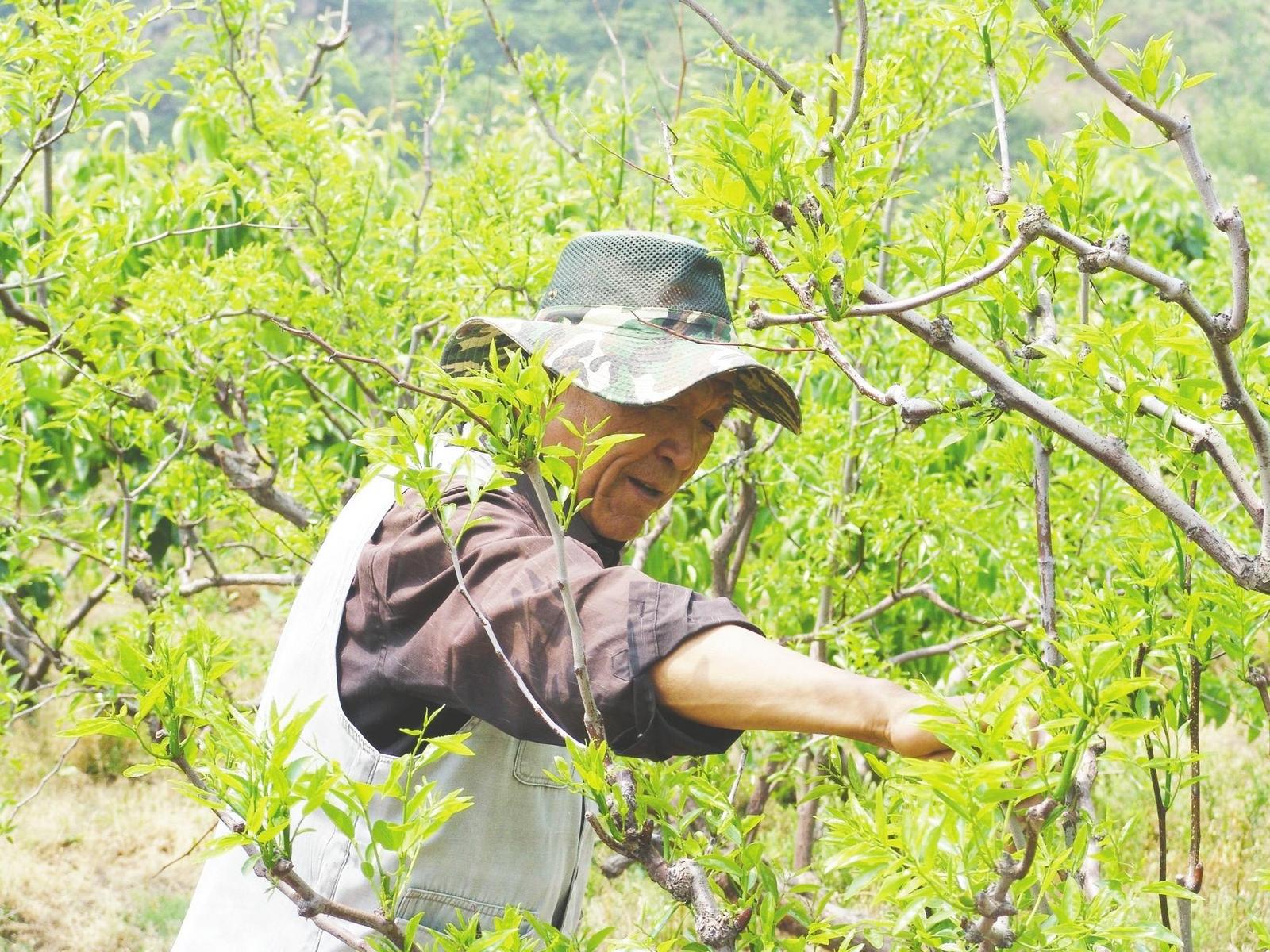 全国离退休干部先进个人吕景伦——为百亩荒山披上新装