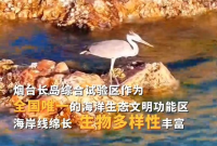 国家二级保护动物灰鹭现身长岛！长岛综合试验区作为全国唯一的海洋生态文明功能区，海岸线绵长，生物多样性丰富，一大批野生动物在这里生活越来越“潇洒”