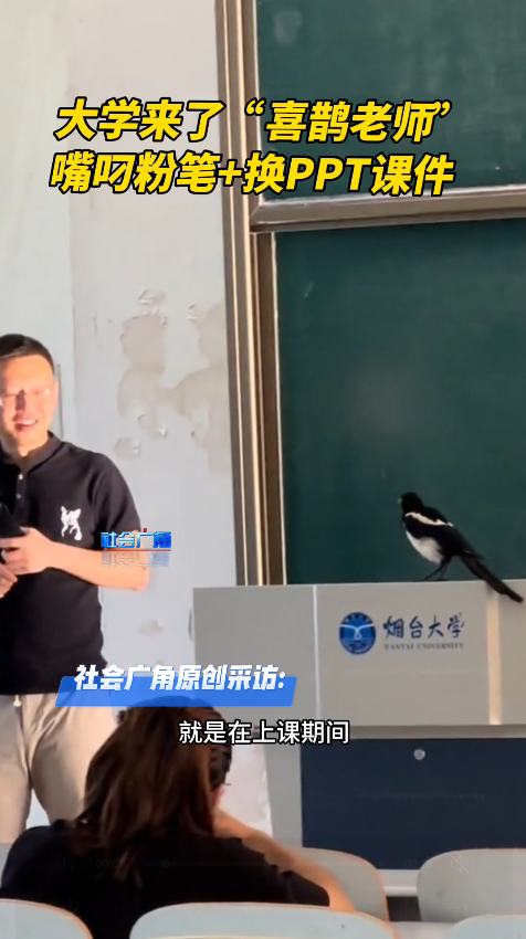 山东烟台。大学来了喜鹊老师，叼粉笔+换ppt课件