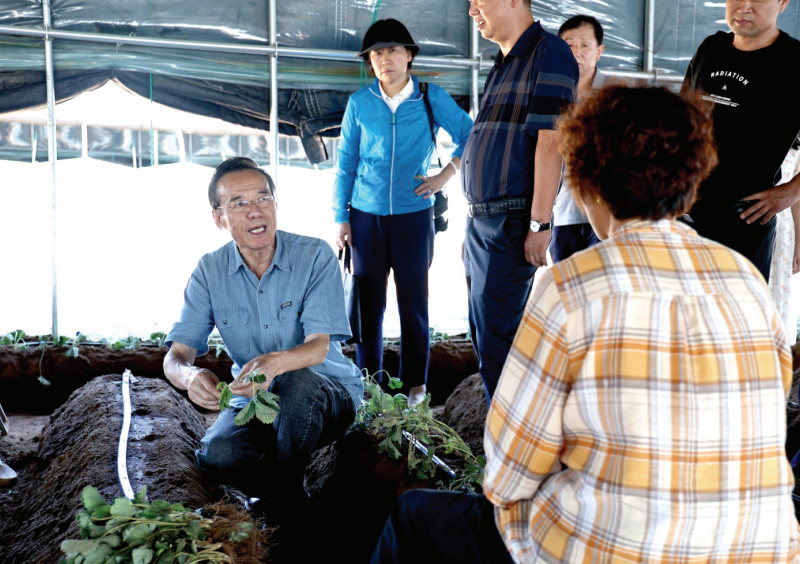 “草莓教授”送技术到田间地头