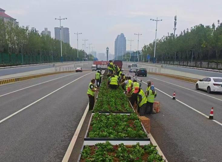 打造月季大道，鲜艳草花上街 烟台加快推进国庆布景工作