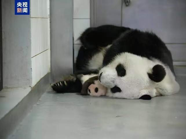 香港龙凤胎大熊猫宝宝有望春节前后与公众见面