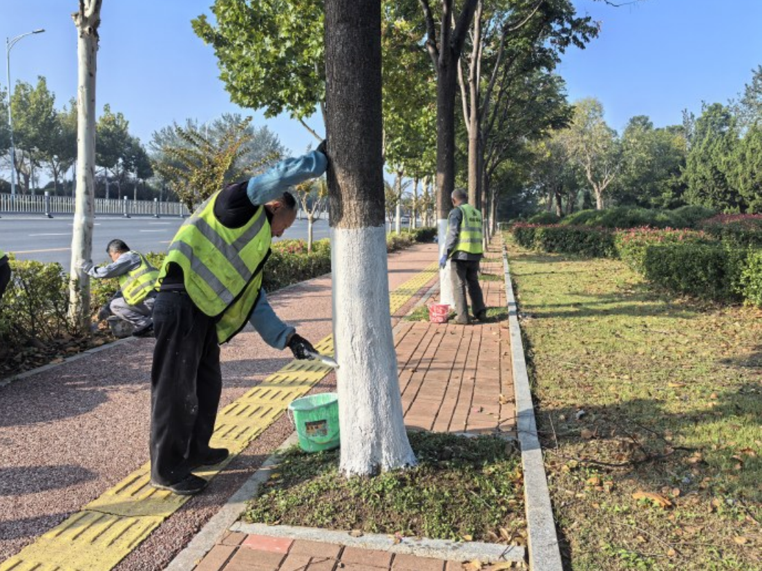 烟台市区主干道树木涂白温暖过冬