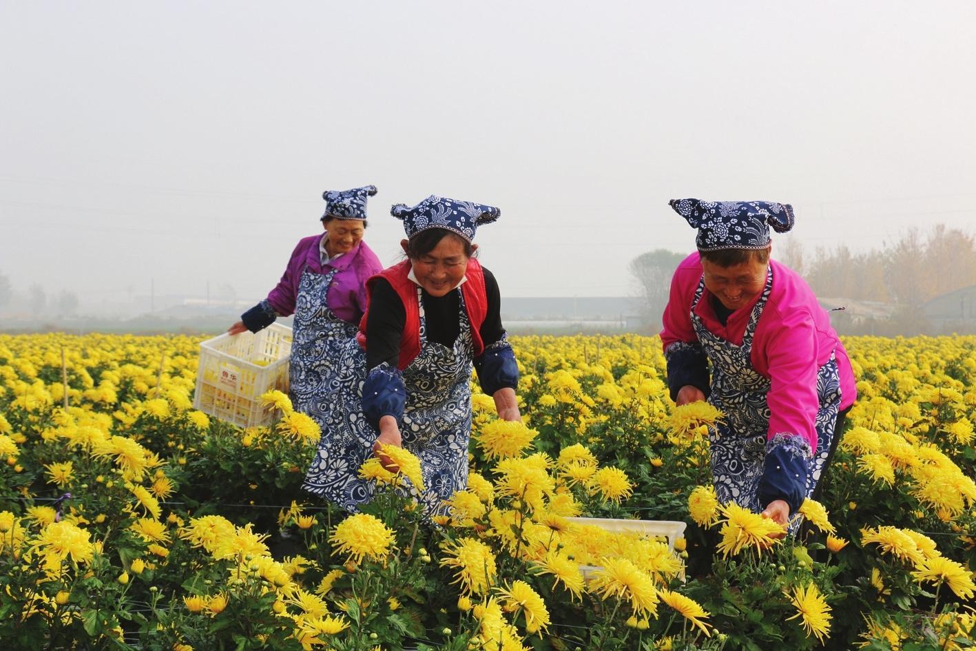 莱州市金丝皇菊，开出富丽图景