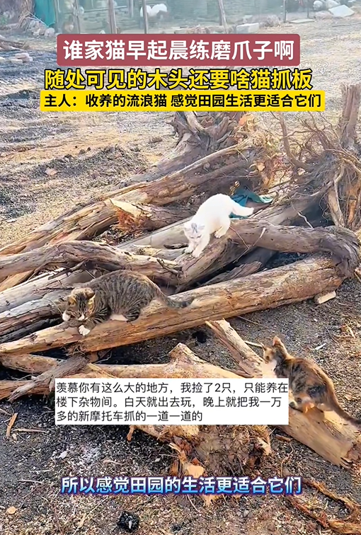 山东烟台，谁家猫早起晨练磨爪子啊！主人：收养的流浪猫，感觉田园生活更适合它们！