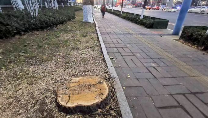 只楚路上几十年的大树缘何被砍？