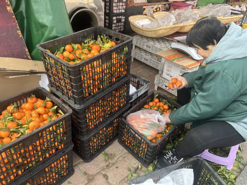 砂糖橘扎堆上市，价格走高引热议！这些食用雷区千万别踩