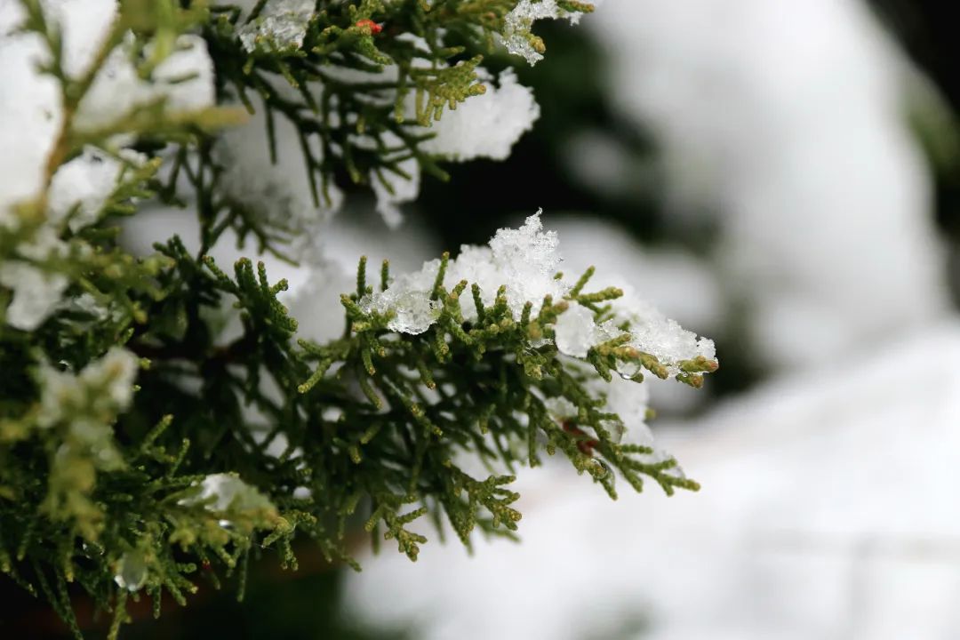 烟台本轮雨雪都下哪儿了？哪里下的最大？