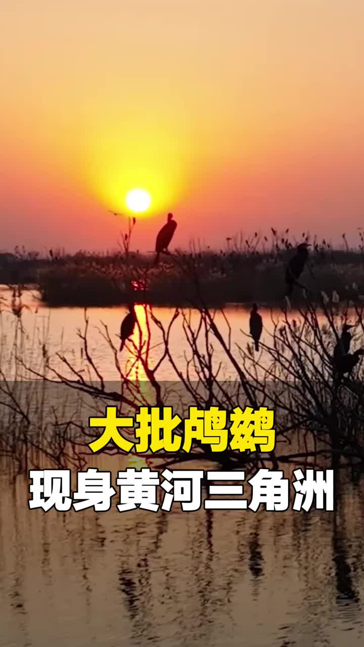黄河三角洲“来且了”，大批鸬鹚来此栖息越冬