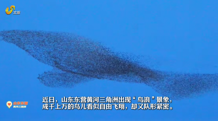 壮观！被东营的“鸟浪”震撼了#最美中国