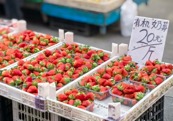 草莓大量上市 价格回落不少