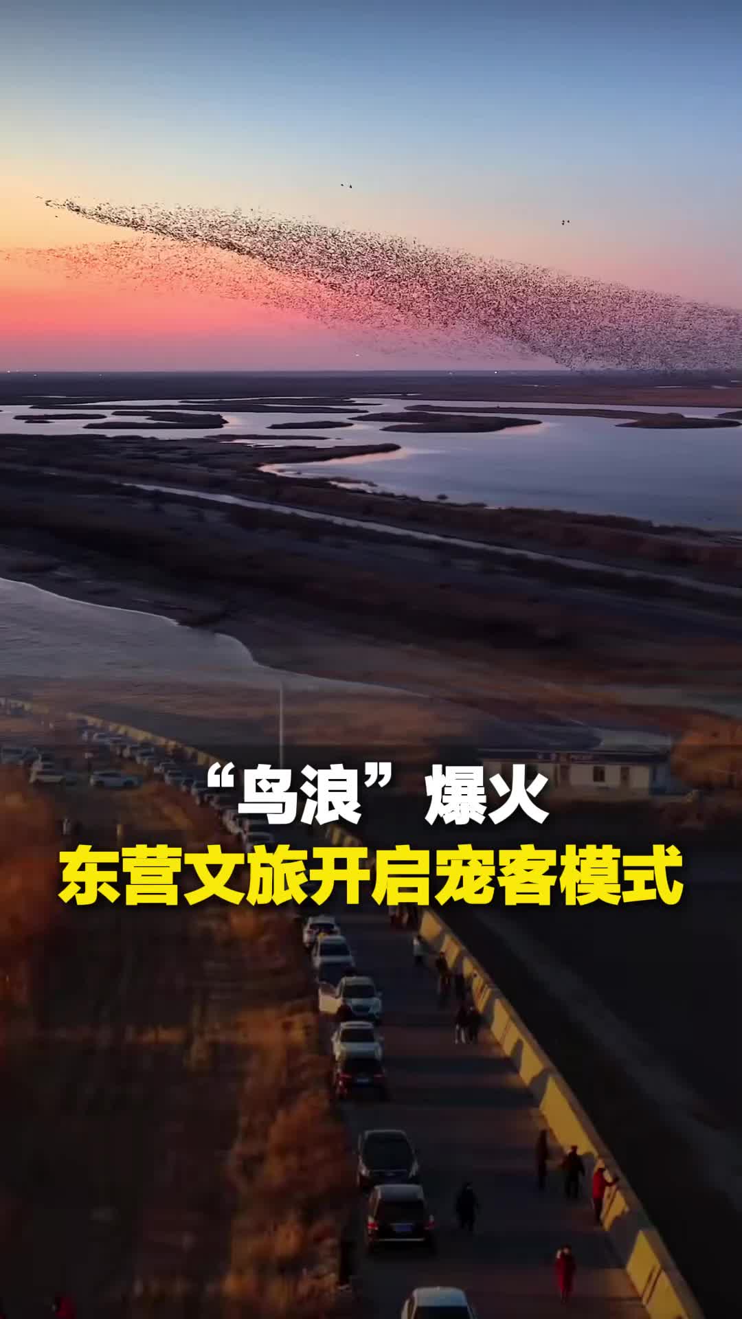 “鸟浪”爆火 东营文旅开启宠客模式