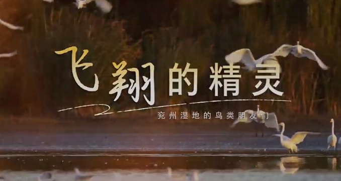 飞翔的精灵！兖州湿地的鸟类朋友们