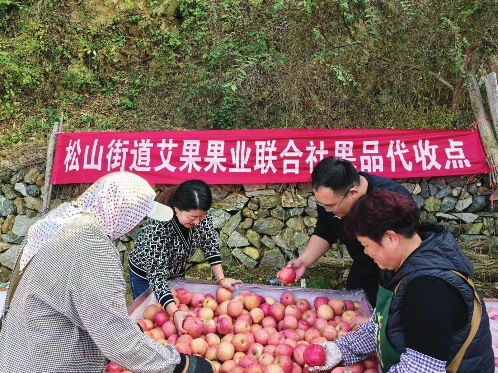 探索苹果“出圈”密码 栖霞市松山街道年轻干部赋能苹果产业振兴